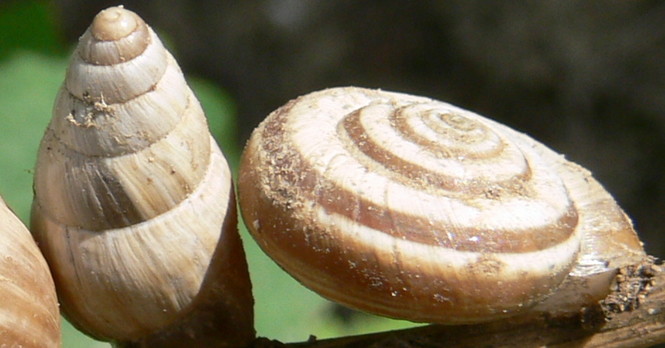 Schnecke