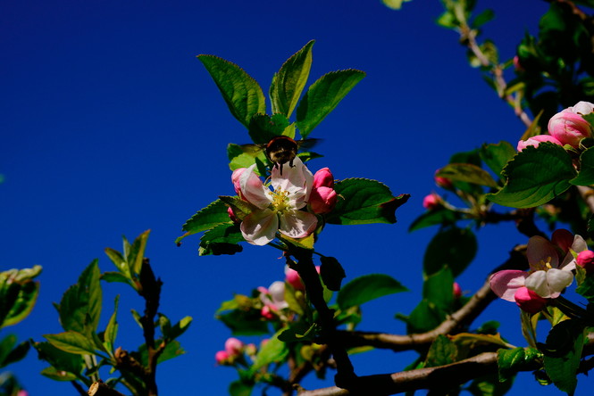 Blühender Baum