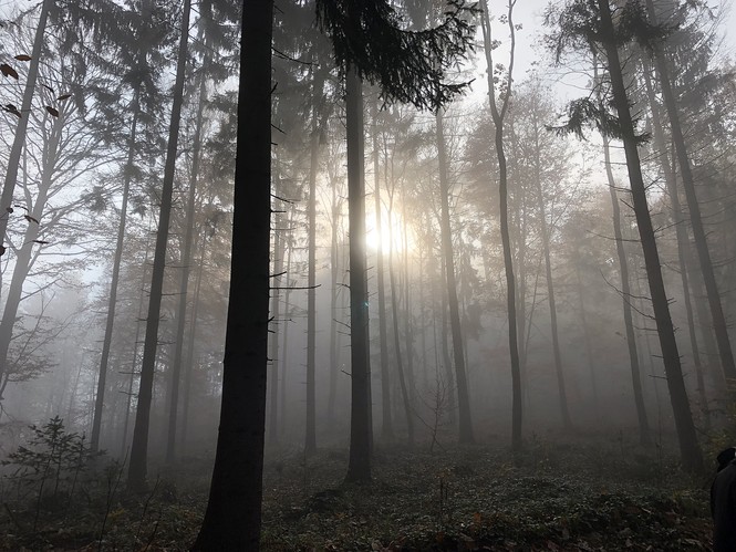 Sonne und Wald