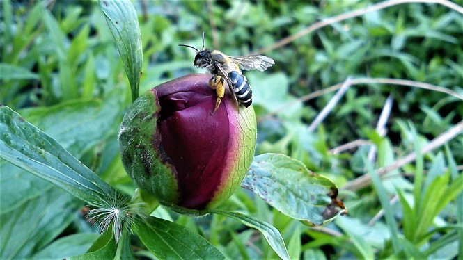 in einem Bauerngarten Ihringen - Dinkelaker 