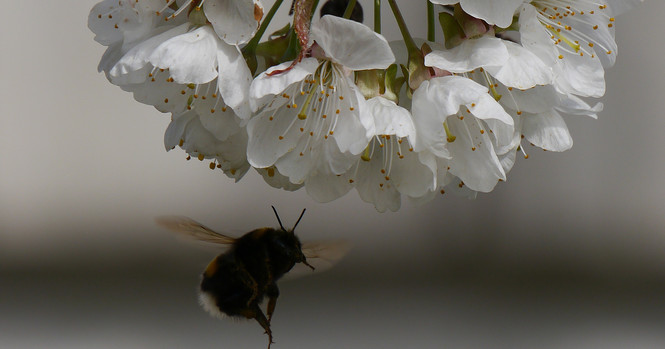 Hummel an Kirsche