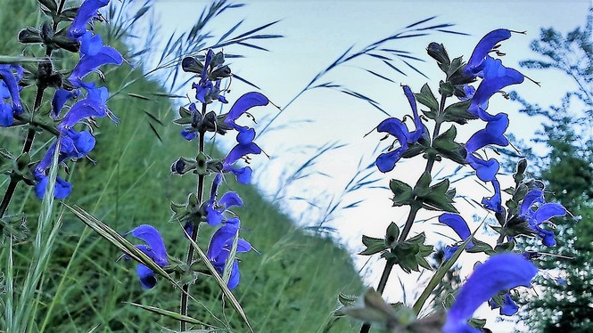 Ihringen Wiesenpfad - Dinkelaker 