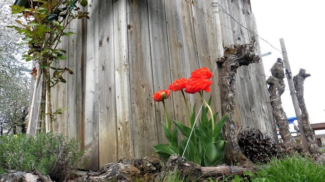 Rebhisli mit Tulpen - Schoeberl