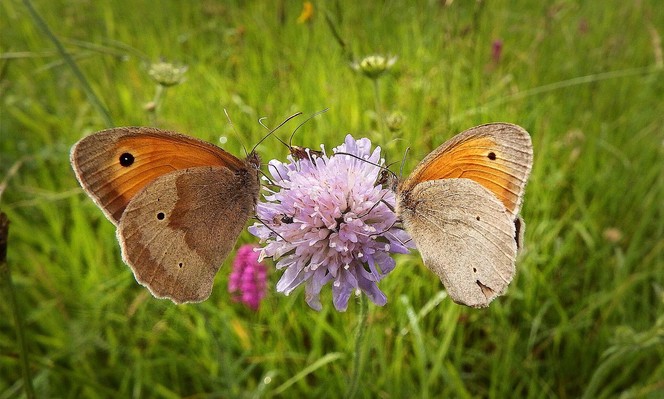 Schmetterlinge