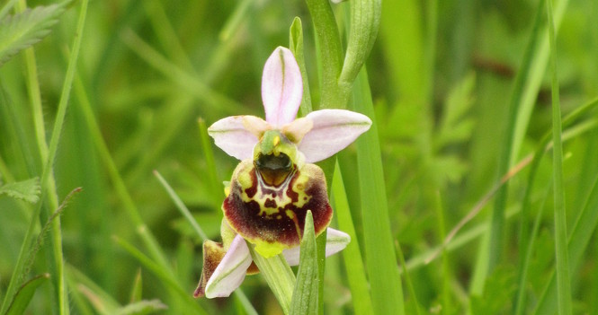 Weiß Orchidee- CK.JPG