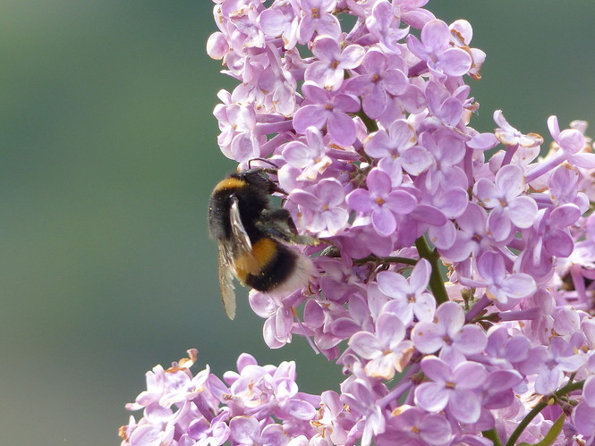 Flieder mit Hummel - Carlo Brüning 