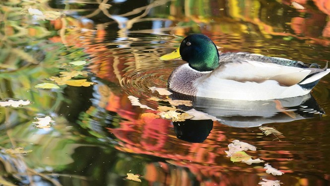 Ente im Teich