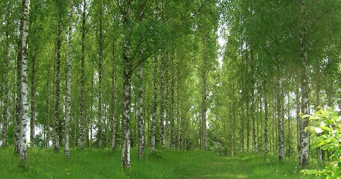 Birkenwald im Liliental