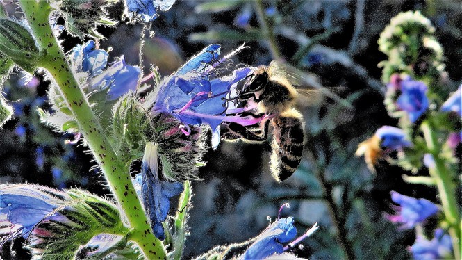 Blaue Blume - Dinkelacker