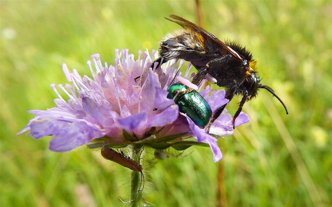 Blume mit drei Tieren