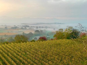 Ehret Wiese im Nebel.jpg