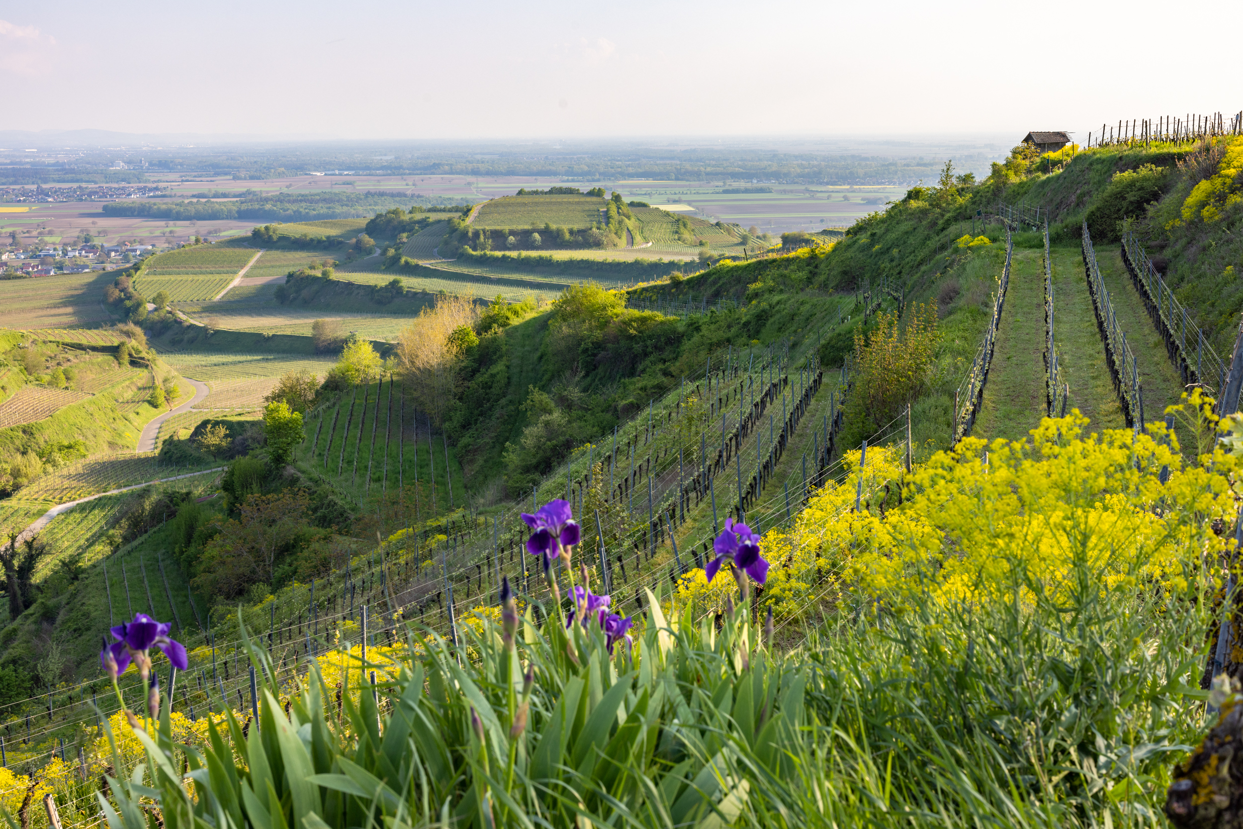 Blick auf Ihringen