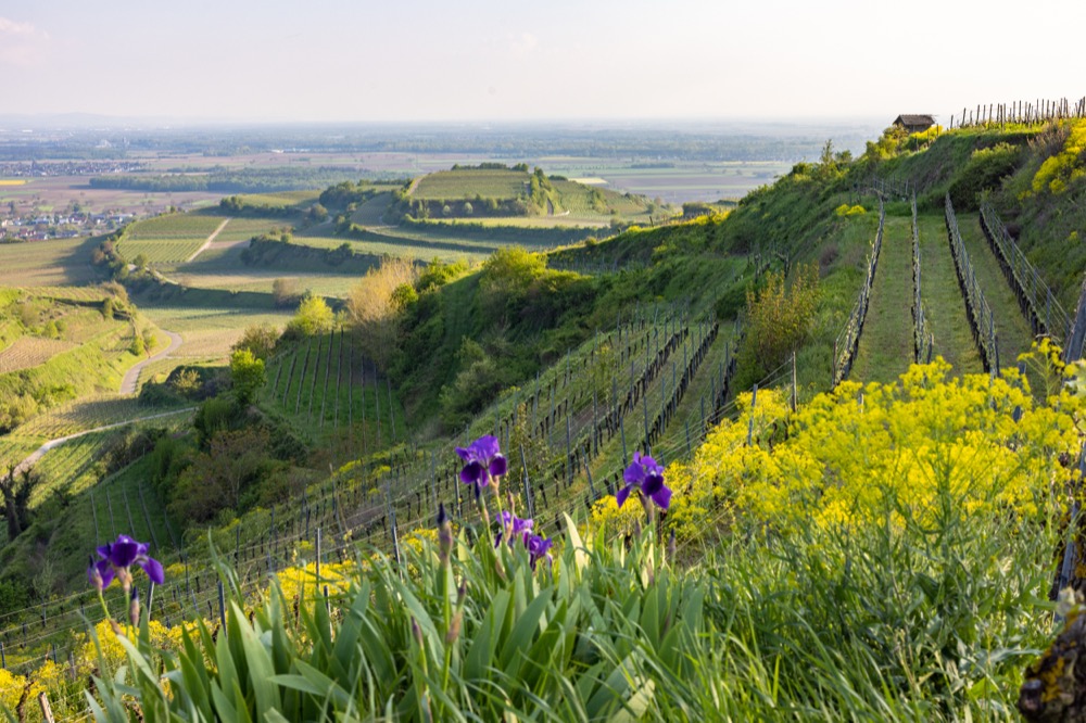 Blick auf Ihringen